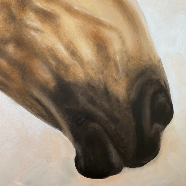 Equus Detail 4 (600 x 600)